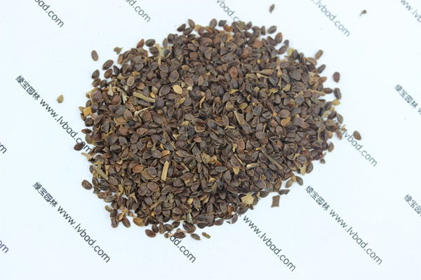 <a href='https://www.lvbad.com/caohuazhongzi/1078.html' target='_blank'>假龙头</a><a href='https://www.lvbad.com/' target='_blank'>种子</a>