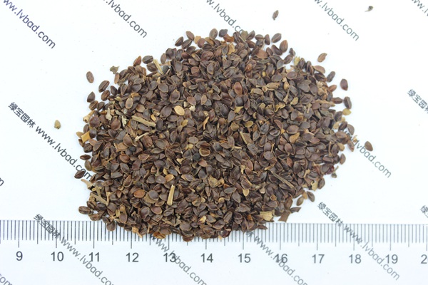 <a href='https://www.lvbad.com/caohuazhongzi/1078.html' target='_blank'>假龙头种子</a>