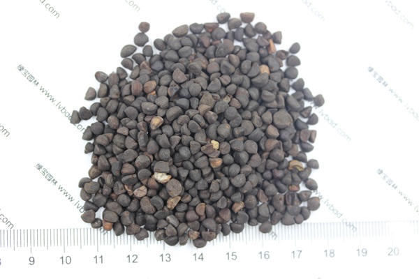 <a href='https://www.lvbad.com/caohuazhongzi/1069.html' target='_blank'>黄花牵牛种子</a>