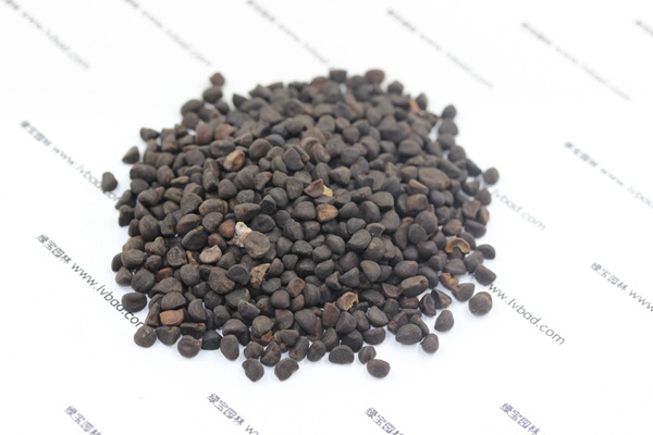 <a href='https://www.lvbad.com/caohuazhongzi/1069.html' target='_blank'>黄花牵牛种子</a>