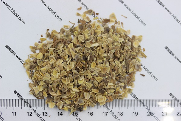 花环菊<a href='https://www.lvbad.com/' target='_blank'>种子</a>