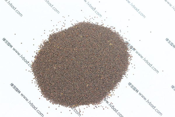 <a href='https://www.lvbad.com/caohuazhongzi/1053.html' target='_blank'>高雪轮种子</a>