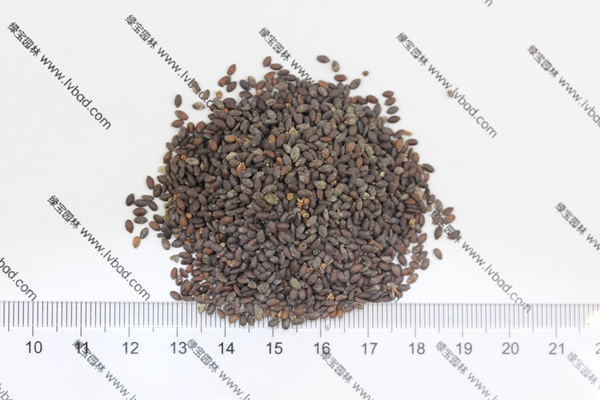 粉花<a href='https://www.lvbad.com/caohuazhongzi/1626.html' target='_blank'>鼠尾草种子</a>