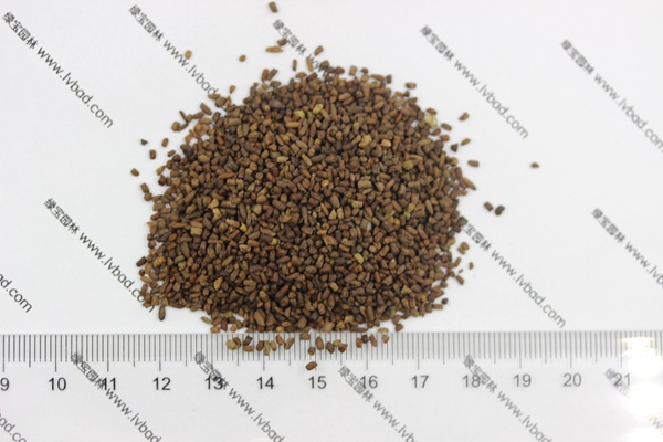 <a href='https://www.lvbad.com/caohuazhongzi/1043.html' target='_blank'>二月兰种子</a>