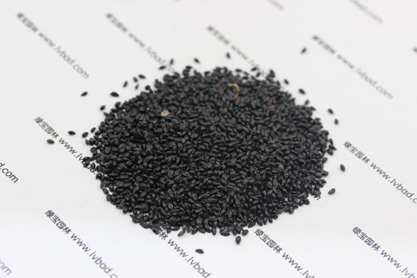 大花<a href='https://www.lvbad.com/caohuazhongzi/1586.html' target='_blank'>耧斗菜种子</a>