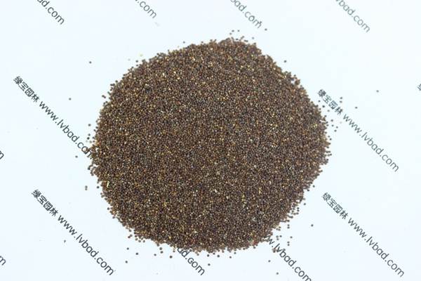 矮牵<a href='https://www.lvbad.com/' target='_blank'>种子</a>