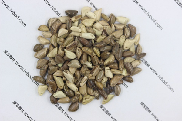 <a href='https://www.lvbad.com/mucaozhongzi/1688.html' target='_blank'>墨西哥玉米草种子</a>