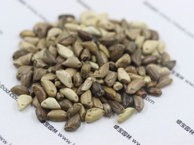 墨西哥玉米草种子