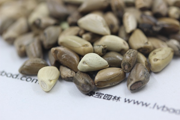 <a href='https://www.lvbad.com/mucaozhongzi/1688.html' target='_blank'>墨西哥玉米草种子</a>