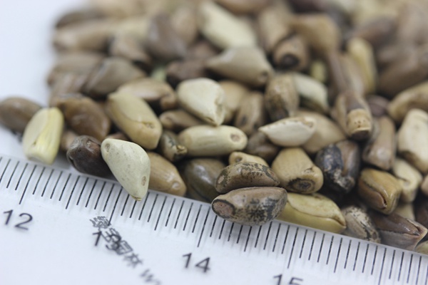 墨西哥玉米草种子