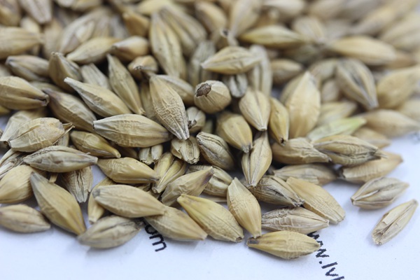 <a href='https://www.lvbad.com/mucaozhongzi/9.html' target='_blank'>大麦种子</a>