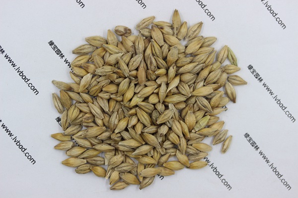 <a href='https://www.lvbad.com/mucaozhongzi/9.html' target='_blank'>大麦</a><a href='https://www.lvbad.com/' target='_blank'>种子</a>