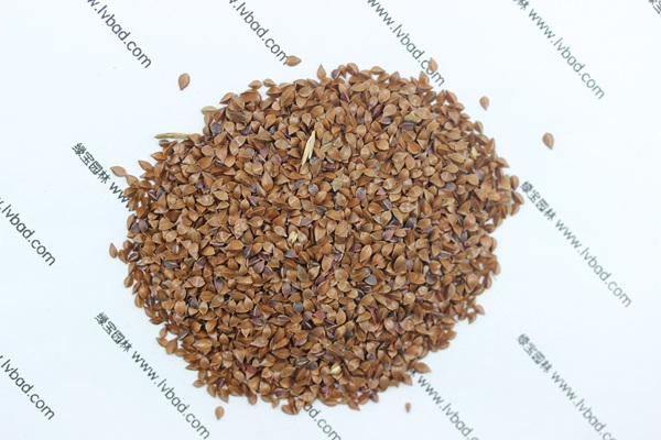 <a href='https://www.lvbad.com/mucaozhongzi/1589.html' target='_blank'>鲁梅克斯草种子</a>