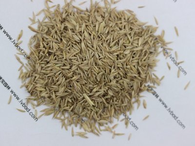 鸭茅草种子