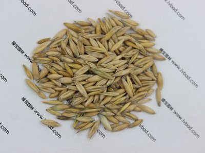 燕麦种子