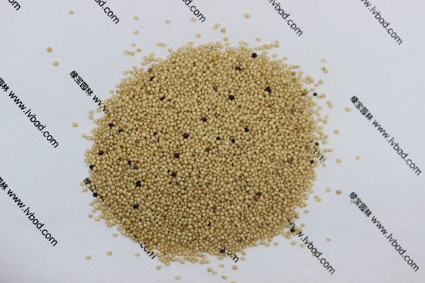 <a href='https://www.lvbad.com/mucaozhongzi/1693.html' target='_blank'>籽粒苋</a><a href='https://www.lvbad.com/' target='_blank'>种子</a>