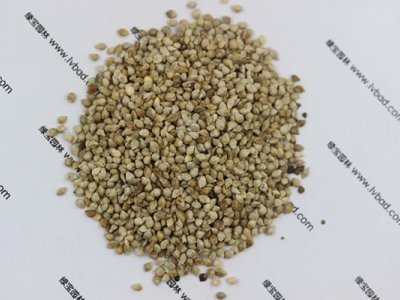 小米草种子