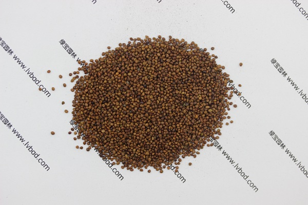 <a href='https://www.lvbad.com/mucaozhongzi/1682.html' target='_blank'>百脉根</a><a href='https://www.lvbad.com/' target='_blank'>种子</a>