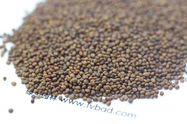 百脉根<a href='https://www.lvbad.com/' target='_blank'>种子</a>