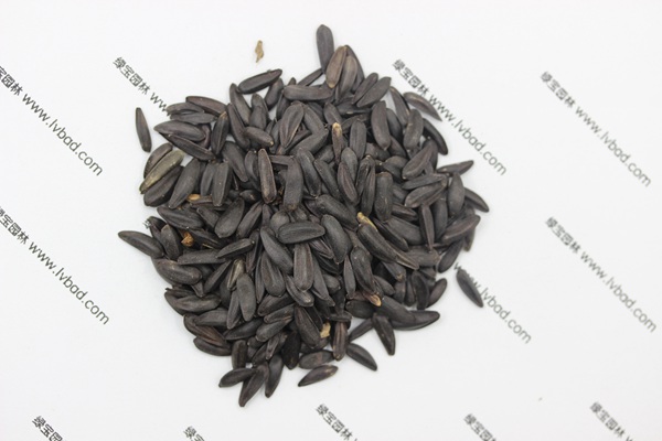 <a href='https://www.lvbad.com/caohuazhongzi/1018.html' target='_blank'>矮向日葵种子</a>