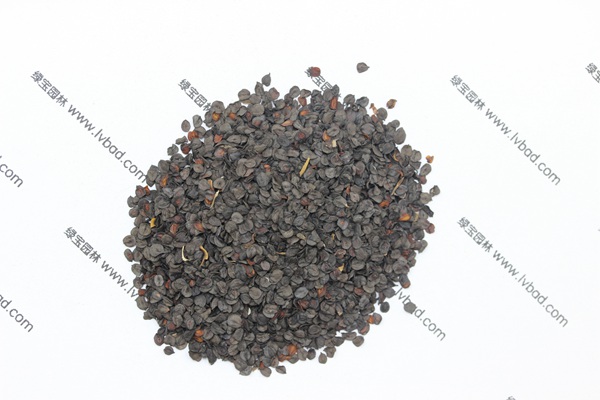 常夏<a href='https://www.lvbad.com/caohuazhongzi/97045.html' target='_blank'>石竹种子</a>