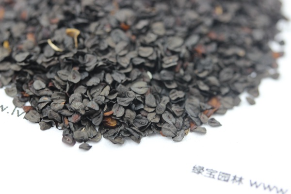 <a href='https://www.lvbad.com/caohuazhongzi/1030.html' target='_blank'>常夏石竹种子</a>