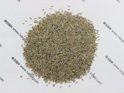 大滨菊种子