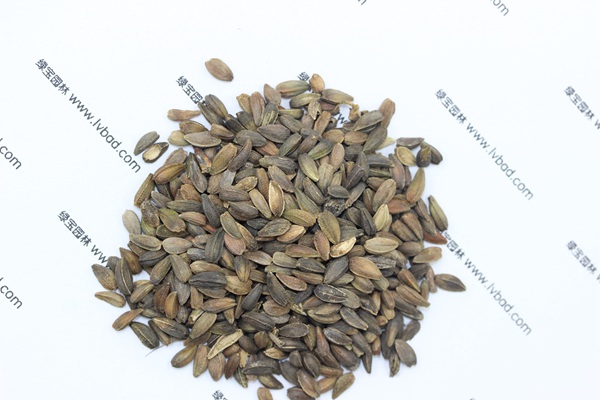 <a href='https://www.lvbad.com/caohuazhongzi/1046.html' target='_blank'>非洲菊</a><a href='https://www.lvbad.com/' target='_blank'>种子</a>