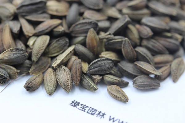 <a href='https://www.lvbad.com/caohuazhongzi/1046.html' target='_blank'>非洲菊</a><a href='https://www.lvbad.com/' target='_blank'>种子</a>