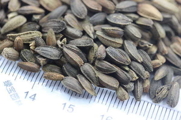 非洲菊<a href='https://www.lvbad.com/' target='_blank'>种子</a>