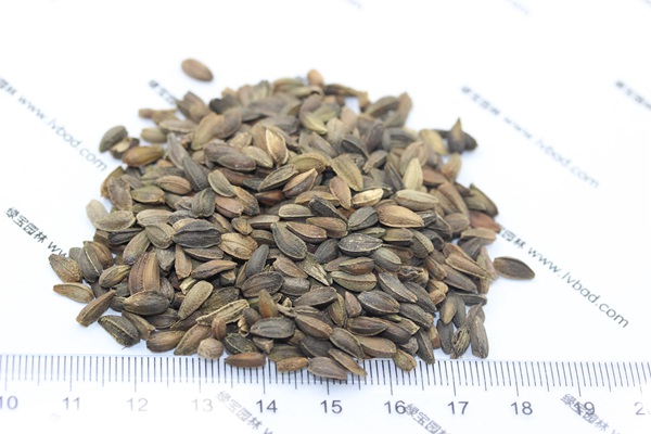 <a href='https://www.lvbad.com/caohuazhongzi/1046.html' target='_blank'>非洲菊种子</a>