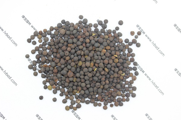 <a href='https://www.lvbad.com/mucaozhongzi/6.html' target='_blank'>紫花苕</a><a href='https://www.lvbad.com/' target='_blank'>种子</a>