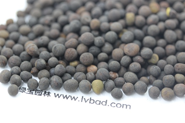 <a href='https://www.lvbad.com/mucaozhongzi/6.html' target='_blank'>紫花苕种子</a>