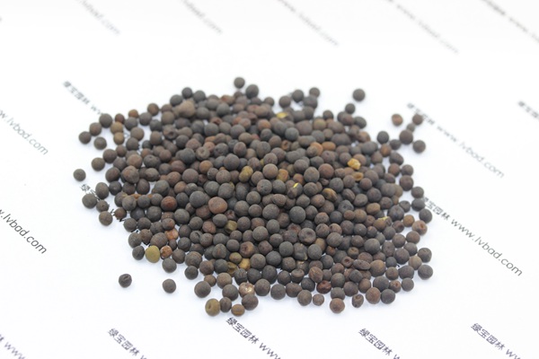 紫花苕<a href='https://www.lvbad.com/' target='_blank'>种子</a>