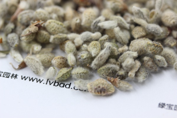 <a href='https://www.lvbad.com/mucaozhongzi/1685.html' target='_blank'>花棒</a><a href='https://www.lvbad.com/' target='_blank'>种子</a>