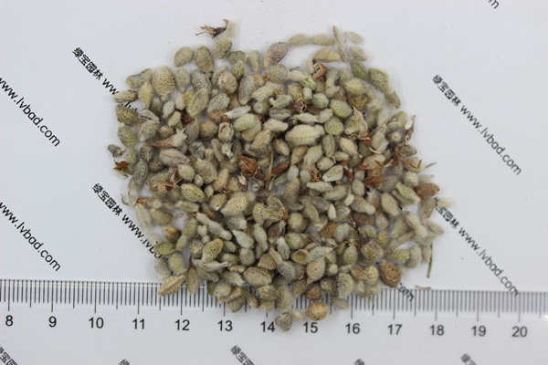 <a href='https://www.lvbad.com/mucaozhongzi/1685.html' target='_blank'>花棒种子</a>