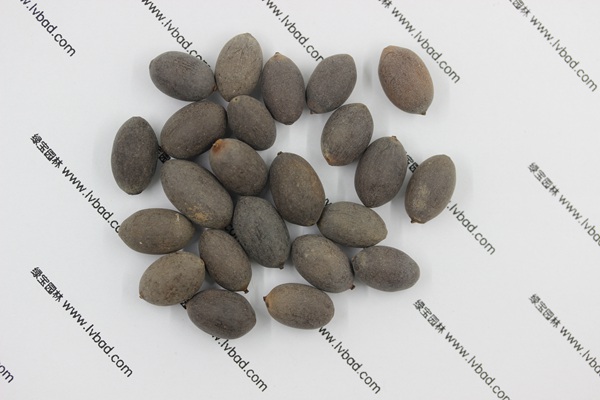<a href='https://www.lvbad.com/caohuazhongzi/1059.html' target='_blank'>荷花</a><a href='https://www.lvbad.com/' target='_blank'>种子</a>