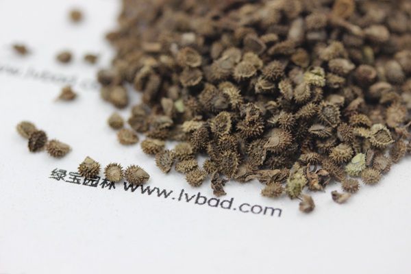 <a href='https://www.lvbad.com/caohuazhongzi/1635.html' target='_blank'>勿忘我种子</a>