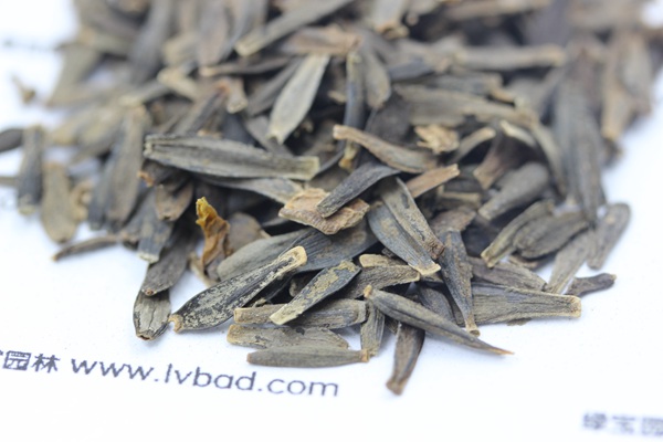 小丽花<a href='https://www.lvbad.com/' target='_blank'>种子</a>