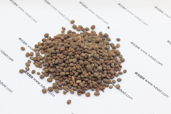 <a href='https://www.lvbad.com/caohuazhongzi/1655.html' target='_blank'>指甲花种子</a>