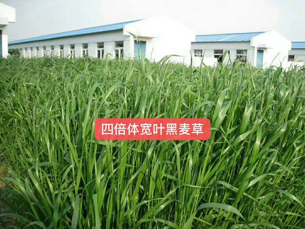 多倍体黑麦草<a href='https://www.lvbad.com/' target='_blank'>种子</a>