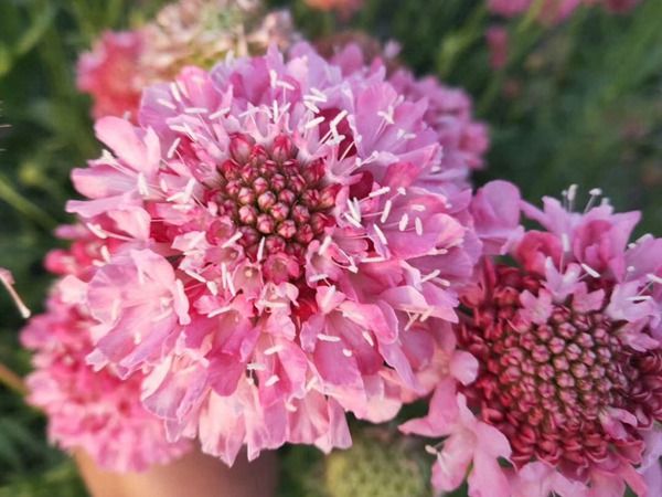 <a href='https://www.lvbad.com/caohuazhongzi/16014.html' target='_blank'>紫盆花种子</a>