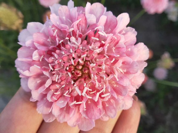 紫盆花<a href='https://www.lvbad.com/' target='_blank'>种子</a>