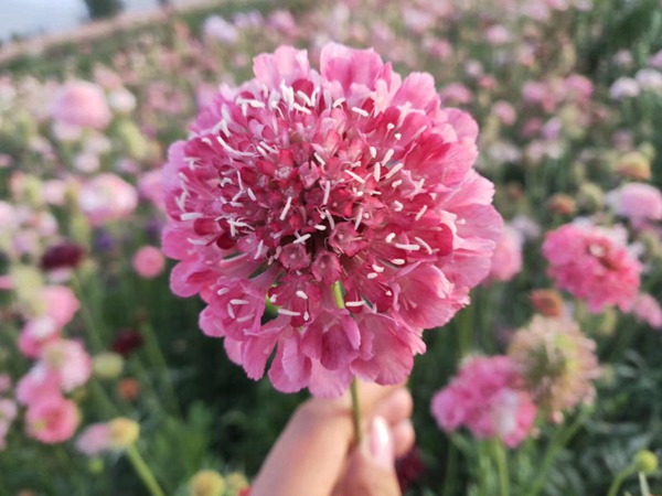 <a href='https://www.lvbad.com/caohuazhongzi/16014.html' target='_blank'>紫盆花种子</a>