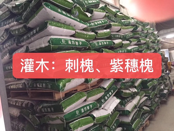<a href='https://www.lvbad.com/linmuzhongzi/16015.html' target='_blank'>刺槐</a><a href='https://www.lvbad.com/' target='_blank'>种子</a>