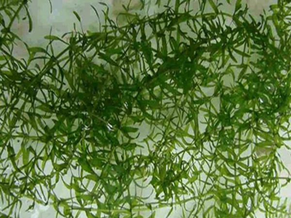 <a href='https://www.lvbad.com/shuicaozhongzi/1865.html' target='_blank'>伊乐藻</a>