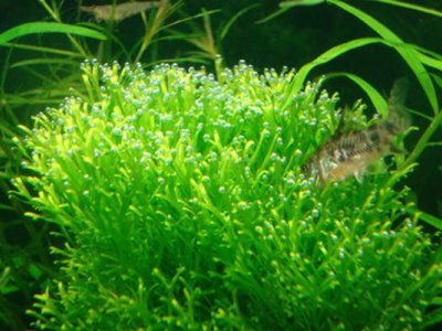 鹿角苔种子