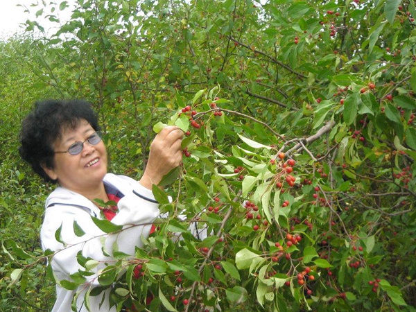<a href='https://www.lvbad.com/guoshuzhongzi/2184.html' target='_blank'>山丁子种子</a>