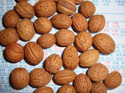 山桃种子
