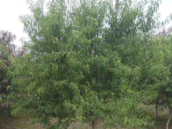<a href='https://www.lvbad.com/guoshuzhongzi/2185.html' target='_blank'>山桃种子</a>